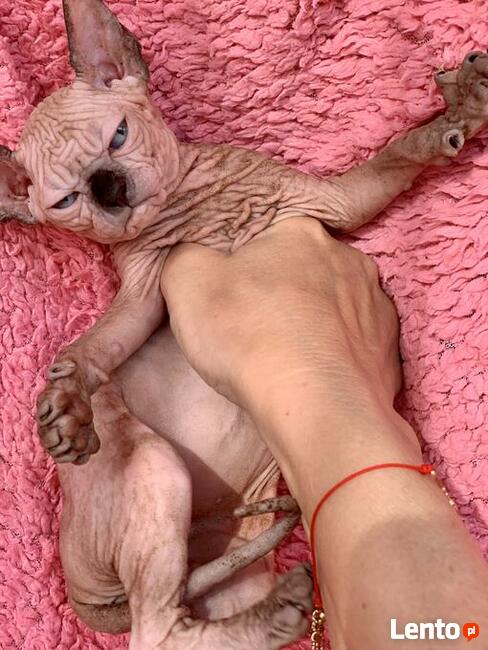 Hodowla DE’TROJANS - Sfinks Kanadyjski & Bambino / Warszawa