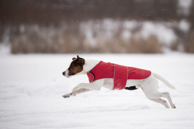Płaszcz przeciwdeszczowy dla psa Pierrot Moda