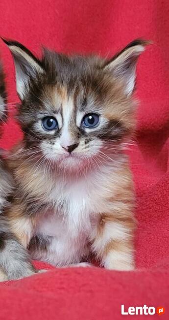 Maine coon kocięta po Championach