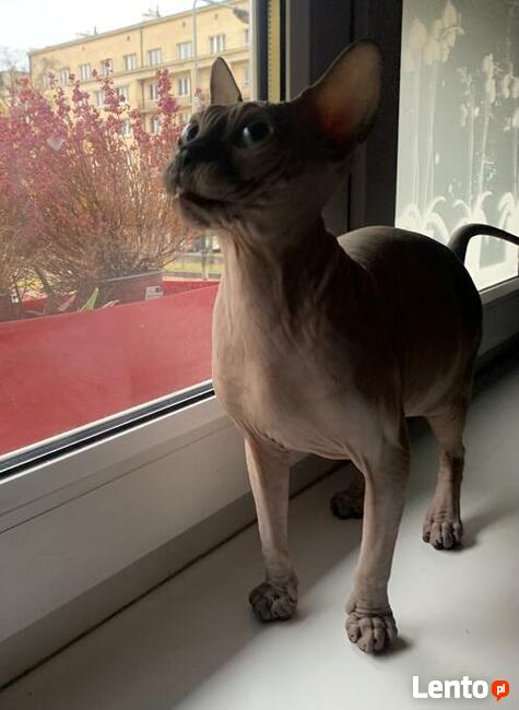 Hodowla DE’TROJANS - Sfinks Kanadyjski & Bambino / Warszawa