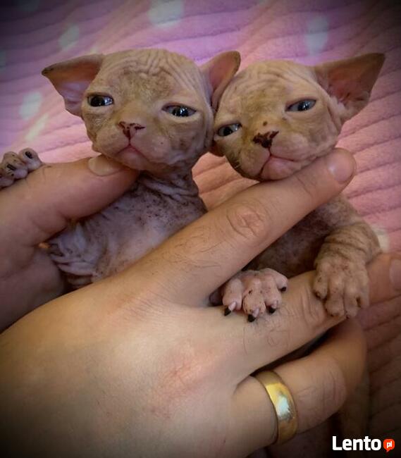 Sfinks & Bambino • Przytulanki Pieszczochy Jedyne wyjątkowe!