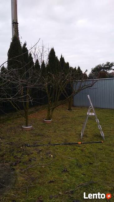 CIĘCIA, prześwietlające, sanitarne DRZEW owocowych SADÓW
