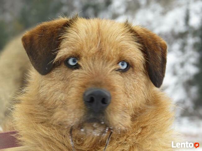 dom na cito zjawiskowy piesek czeka na Ciebie Beata Żói