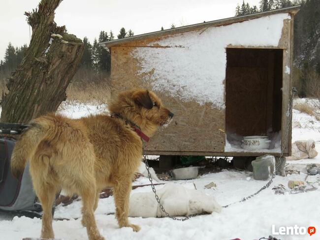 dom na cito zjawiskowy piesek czeka na Ciebie Beata Żói