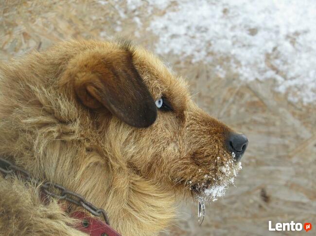 dom na cito zjawiskowy piesek czeka na Ciebie Beata Żói
