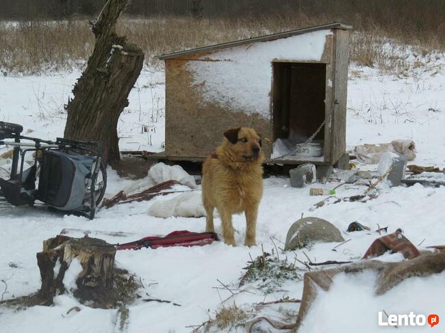 dom na cito zjawiskowy piesek czeka na Ciebie Beata Żói