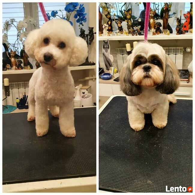 Salon Pielęgnacji psów i kotów HauMiał