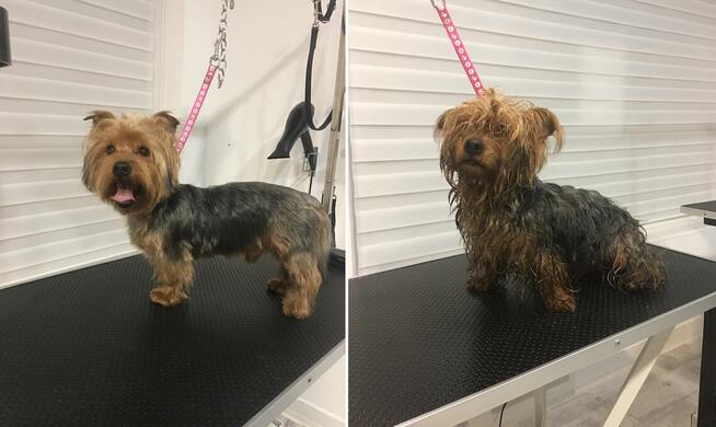 Psi Fryzjer Milanówek, strzyżenie zwierząt, groomer