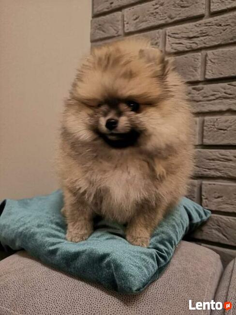 Szpic Pomeranian