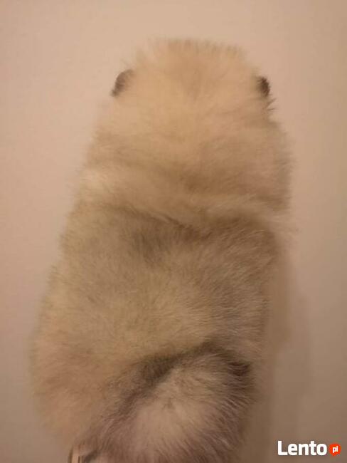 Szpic Pomeranian