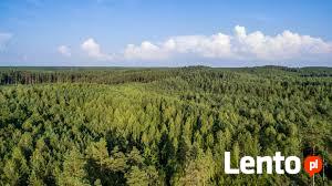 KUPIMY LASY 400 HA