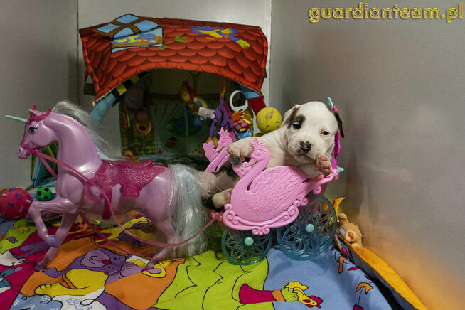 Czekamy na szczeniaczki! AMSTAFF rod ZKwP / FCI