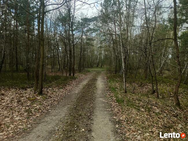 Hipolitów Piękna działka od 3000 m kw przy asfaltowej drodze