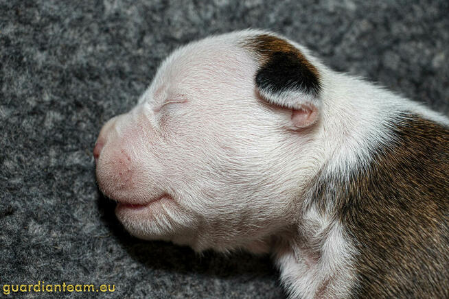 Czekamy na szczeniaczki! AMSTAFF rod ZKwP / FCI