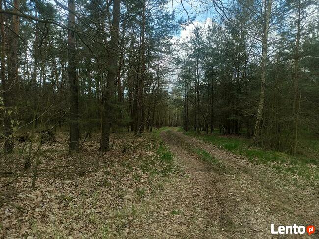 Hipolitów Piękna działka od 3000 m kw przy asfaltowej drodze