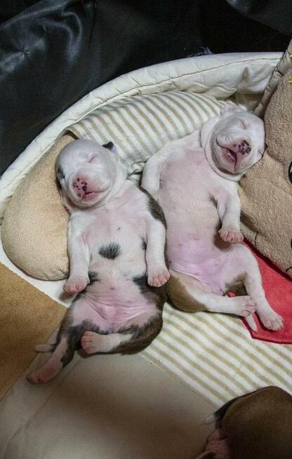 Czekamy na szczeniaczki! AMSTAFF rod ZKwP / FCI