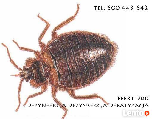 PLUSKWY, odpluskwianie, dezynsekcja 600_443_462 Efekt DDD