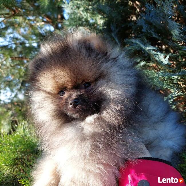 Reproduktor Pomeranian FCI ZKwP szpic miniaturowy