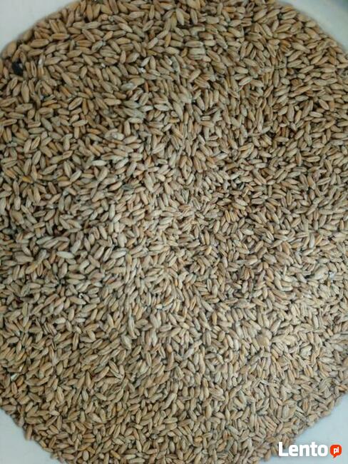 Pszenżyto jare Dublet