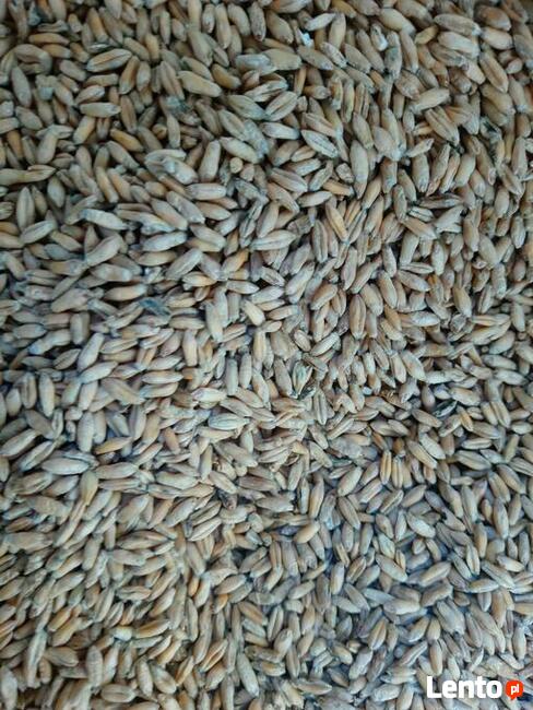 Pszenżyto jare Dublet