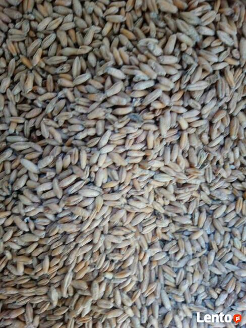 Pszenżyto jare Dublet