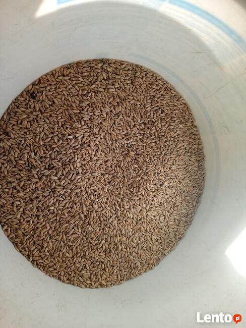 Pszenżyto jare Dublet