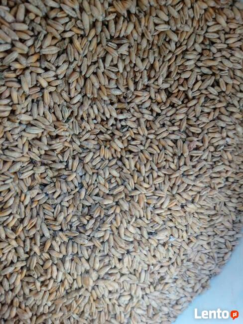 Pszenżyto jare Dublet