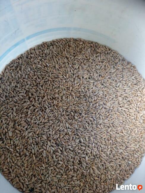 Pszenżyto jare Dublet