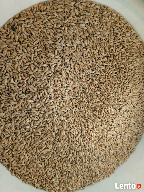 Pszenżyto jare Dublet