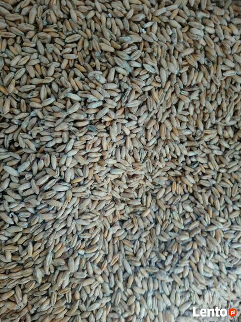 Pszenżyto jare Dublet