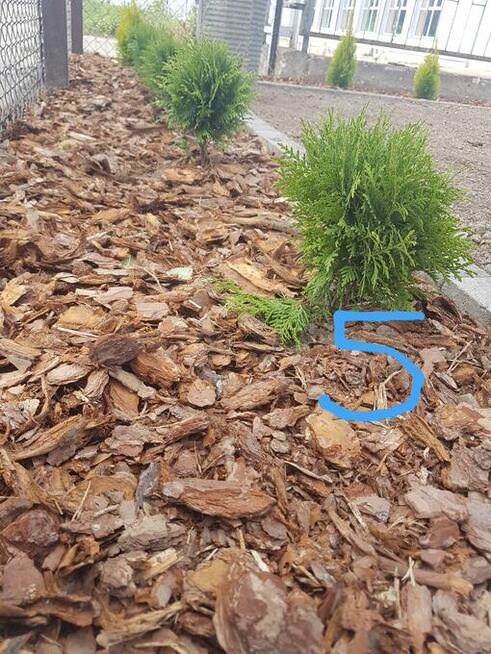 Kora sosnowa ogrodowa Ziemia uniwersalna kwiatowa Torf kwaśn