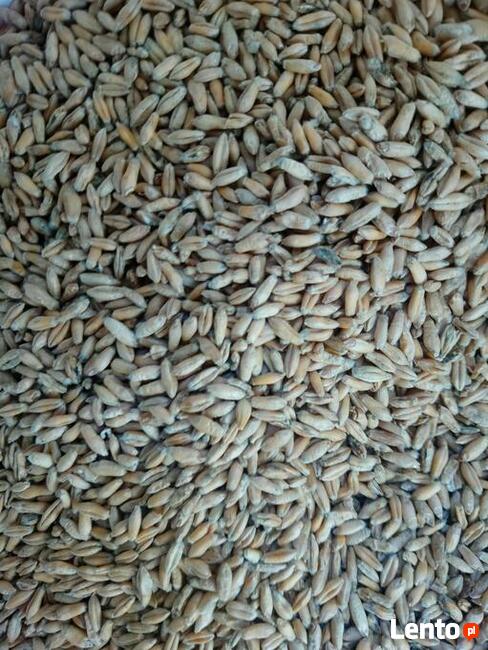 Pszenżyto jare Dublet