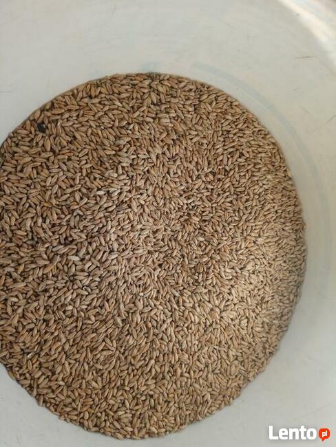 Pszenżyto jare Dublet