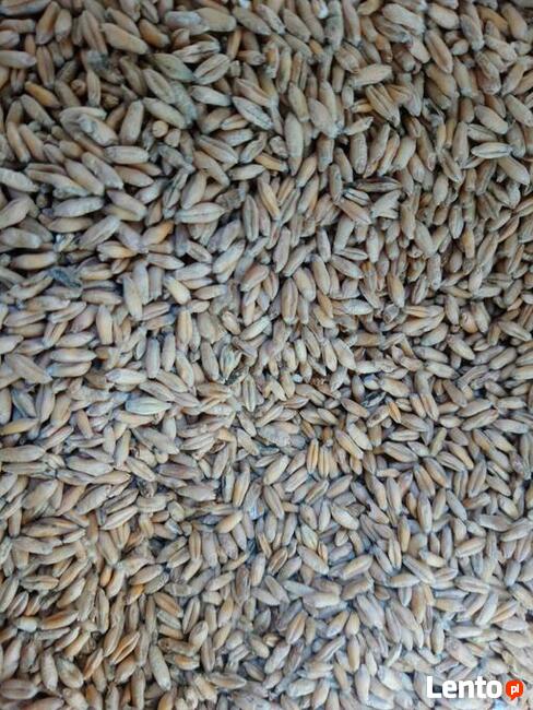 Pszenżyto jare Dublet