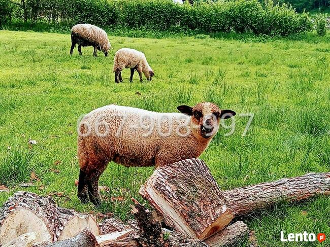 Bieszczady Misiowe domki