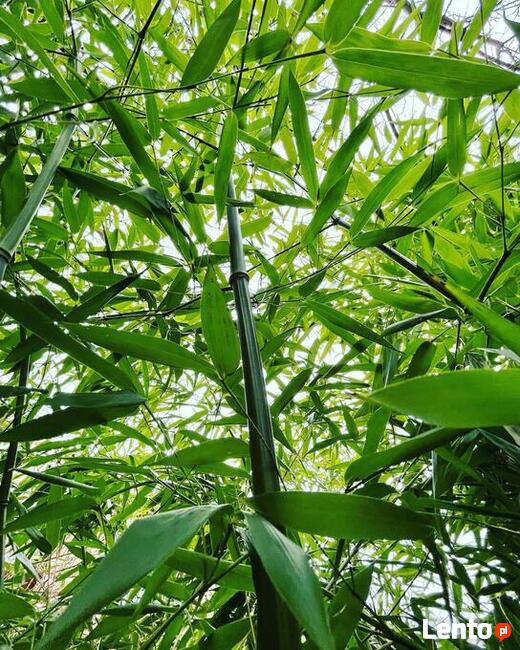 Bambus Phyllostachys Bissetii, Filostachys Bisseta 10l