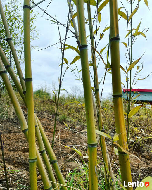 Bambus Phyllostachys Vivax Huangwenzhu 7,5l
