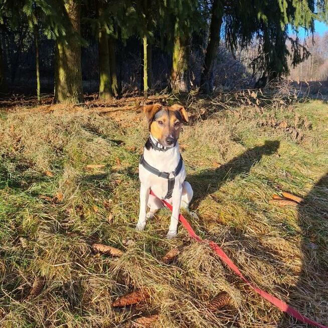 Nina- szukamy domu i ludzi aktywnych