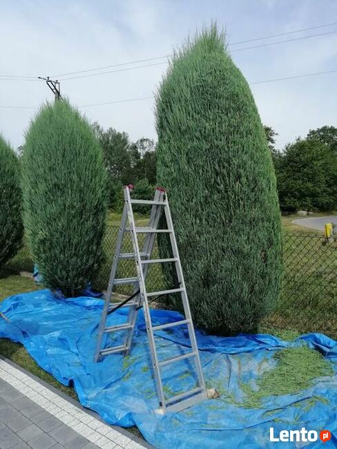 Przycinanie Drzew Owocowych oraz Krzewów