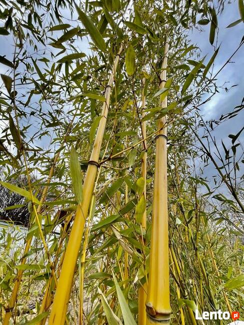 Bambus Phyllostachys Aureosulcata f. Aureocaulis 18 l