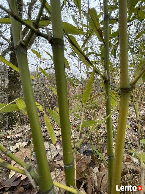 Bambus Phyllostachys Rubromarginata 7,5l