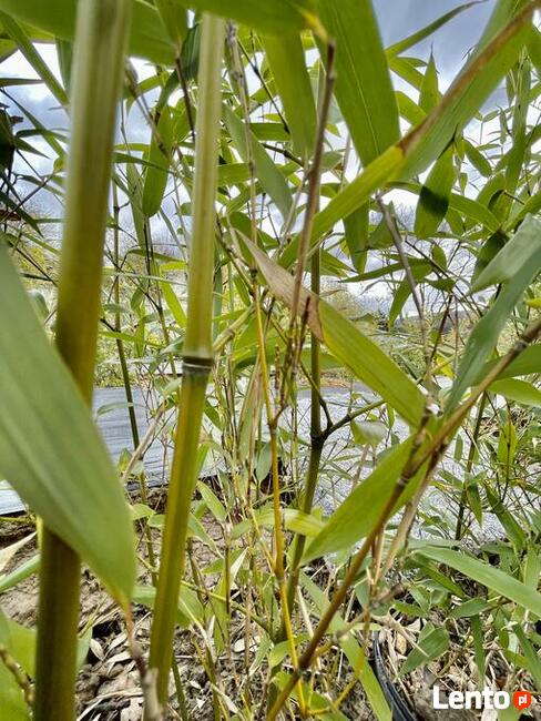 Bambus Phyllostachys Aureosulcata 5l