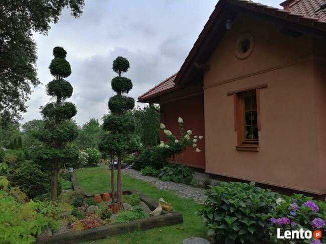 Przycinanie Drzew Owocowych oraz Krzewów