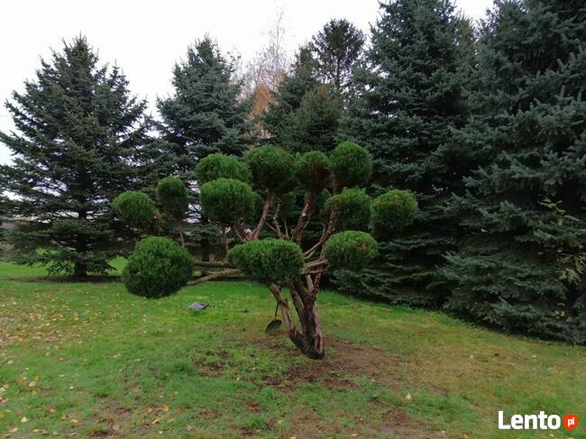 Przycinanie Drzew Owocowych oraz Krzewów