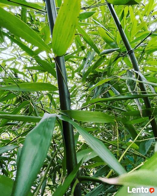 Bambus Phyllostachys Bissetii, Filostachys Bisseta 32l