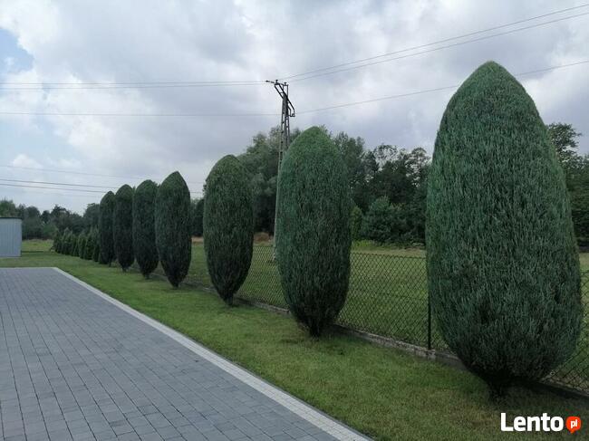 Przycinanie Drzew Owocowych oraz Krzewów