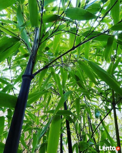 Bambus Phyllostachys Nigra, Filostachys Czarny 90l 300cm