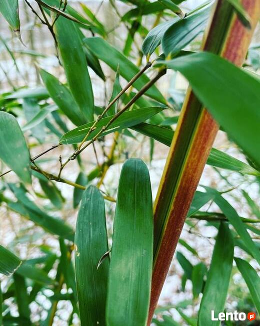 Bambus Phyllostachys Aureosulcata f. Spectabilis 5l