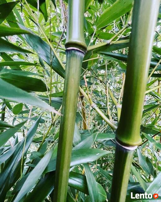 Bambus Phyllostachys Nuda, Filostachys Nagi 3l 60-90cm