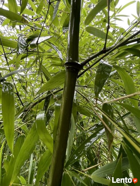 Pachnący Bambus Phyllostachys atrovaginata Green Perfume 3l